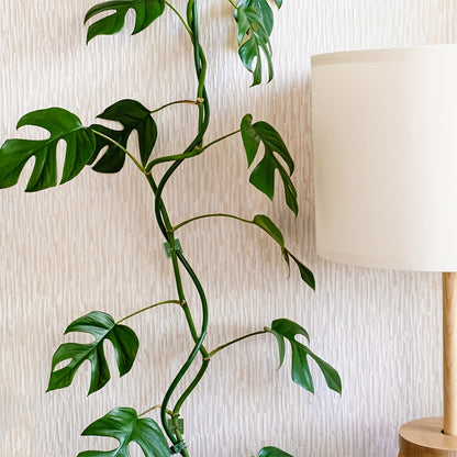 10pcs Plant Climbing Wall Fixture Clips, Self-Adhesive Hook Vines Traction Invisible Holder Supporting Wire Fixing, For Garden Wall Clip, Vines Fixing Clips Self-Adhesive Hook Plant Vine Traction For Indoor Outdoor Decoration