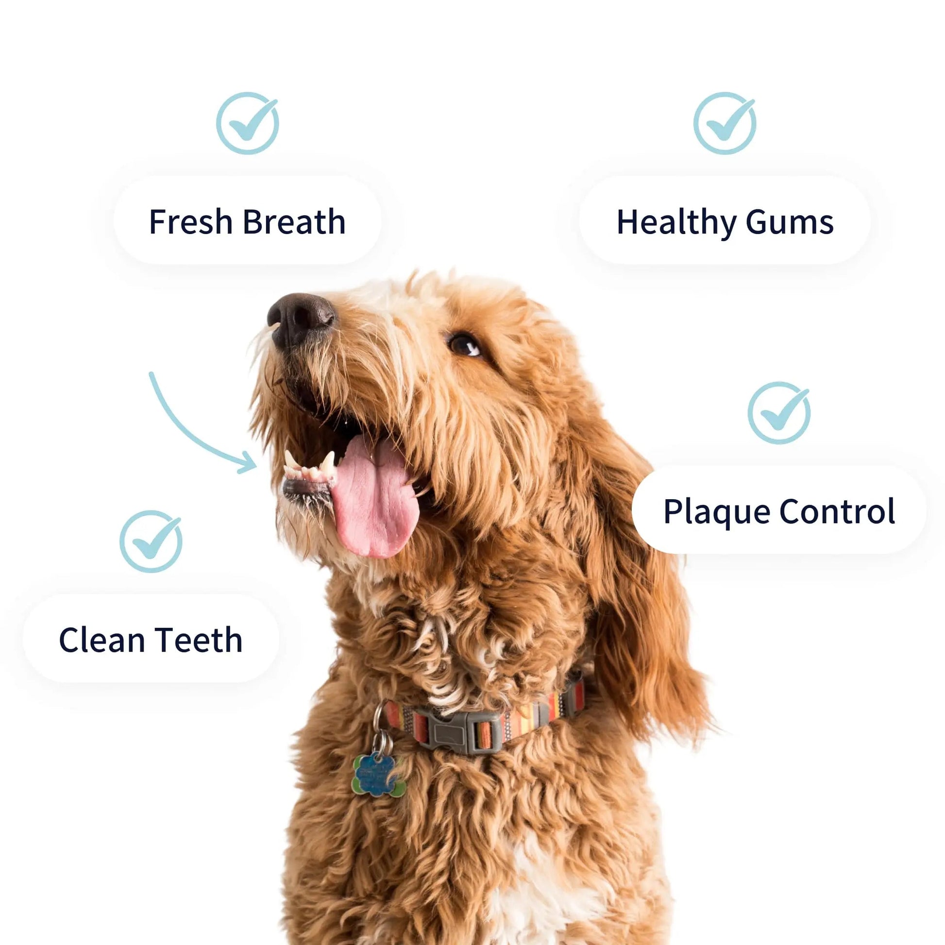 https://ik.imagekit.io/c2dr4dawp/https%3A%2F%2Fcdn.shopify.com%2Fs%2Ffiles%2F1%2F0573%2F7388%2F4529%2Ffiles%2FDental-benefits-min.webp%3Fv%3D1768468612?tr=f-jpg