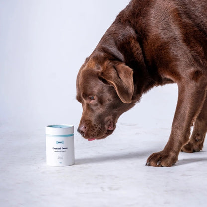 https://ik.imagekit.io/c2dr4dawp/https%3A%2F%2Fcdn.shopify.com%2Fs%2Ffiles%2F1%2F0573%2F7388%2F4529%2Ffiles%2FDental-dog-min_1.webp%3Fv%3D1768468612?tr=f-jpg
