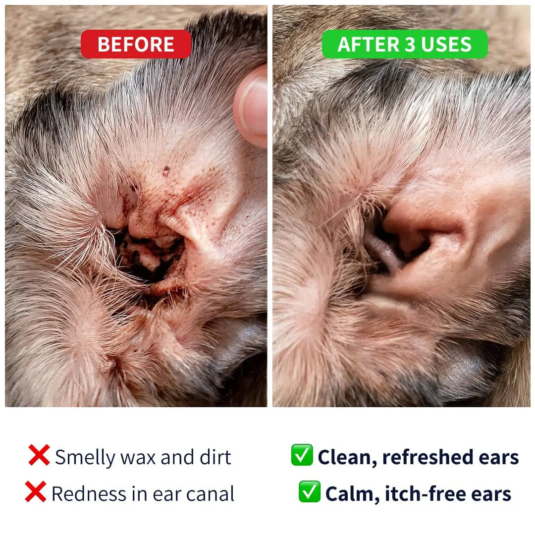 https://ik.imagekit.io/c2dr4dawp/https%3A%2F%2Fcdn.shopify.com%2Fs%2Ffiles%2F1%2F0573%2F7388%2F4529%2Ffiles%2FEar-cleaner-before-after-min.webp%3Fv%3D1768468374?tr=f-jpg