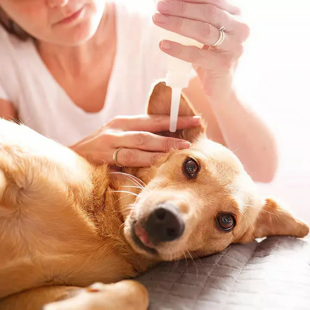 https://ik.imagekit.io/c2dr4dawp/https%3A%2F%2Fcdn.shopify.com%2Fs%2Ffiles%2F1%2F0573%2F7388%2F4529%2Ffiles%2FEar-cleaner-dog-2x-min.webp%3Fv%3D1768468374?tr=f-jpg